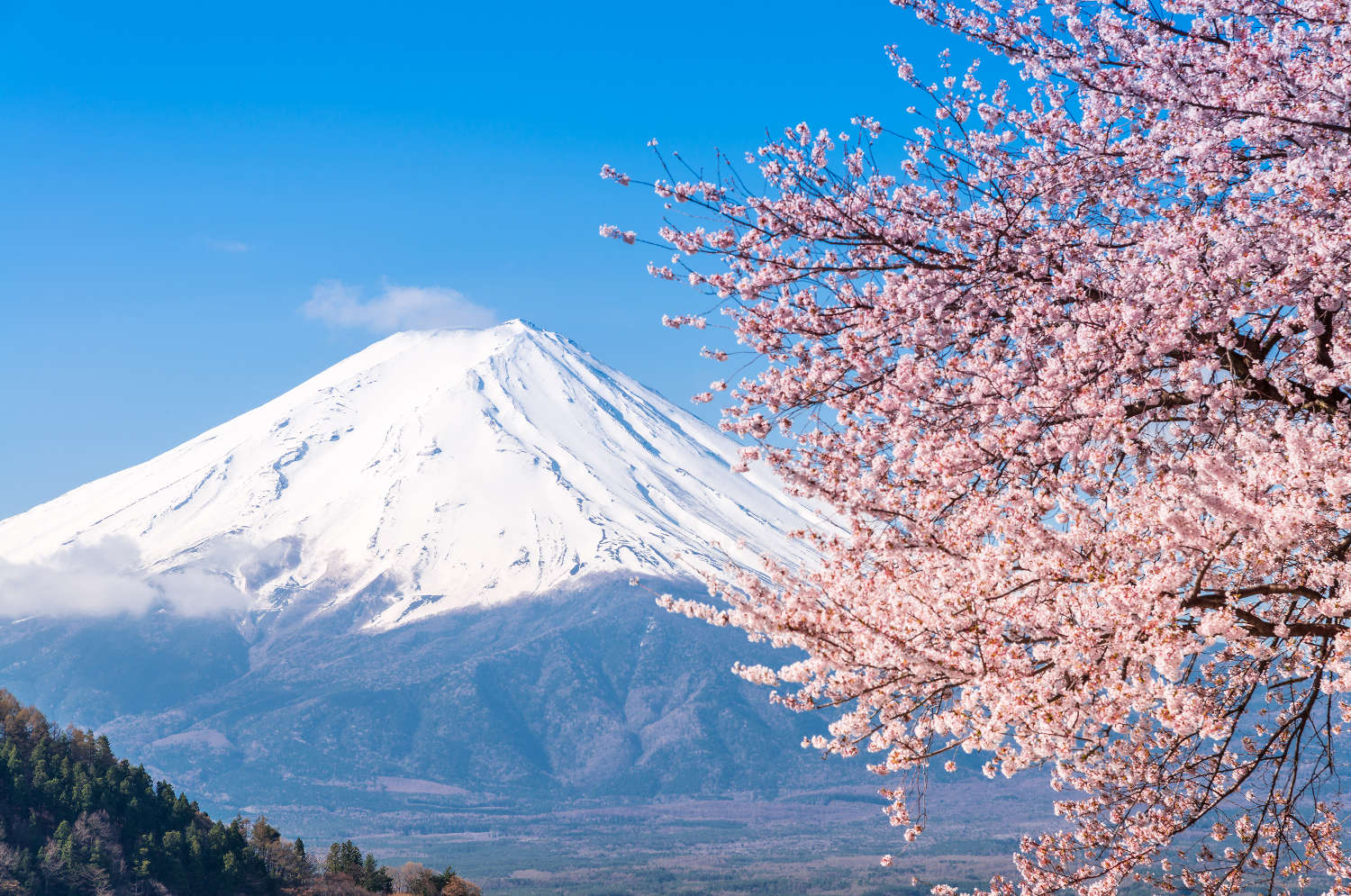 See The Full View Of Fujisan In The Home Town Of Fuji Shizuoka